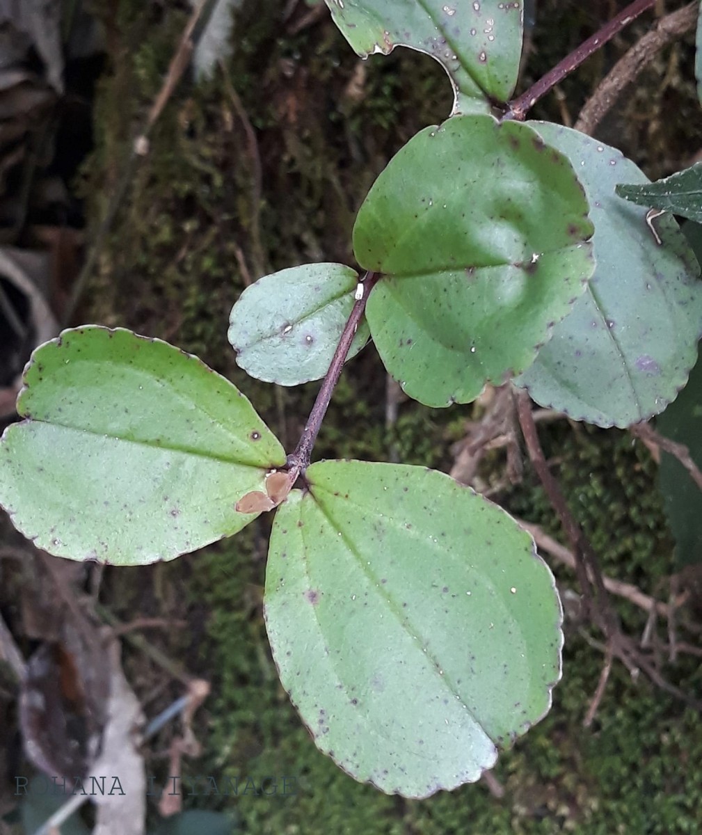 Medinilla maculata Gardner